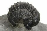 Curled Proetid (Gerastos) Trilobite Fossil - Morocco #343305-3